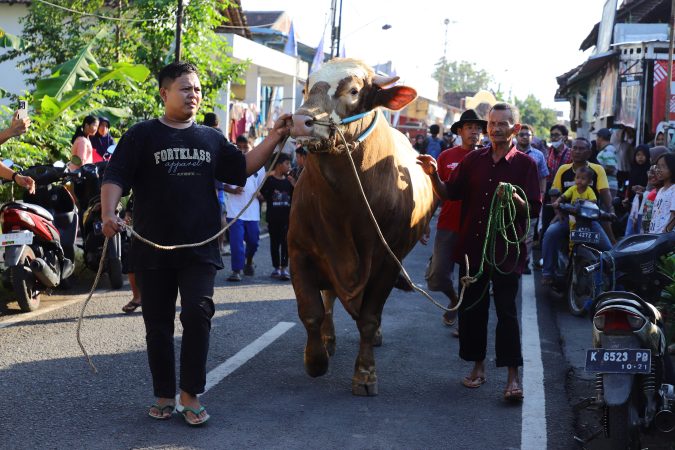 Sapi kurban Prabowo untuk Kabupaten Kudus