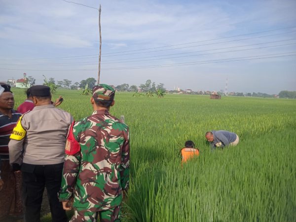 Petugas melakukan olah TKP seorang mahasiswa UIN Sunan Kudus yang meninggal karena tersetrum jebakan listrik di area persawahan Desa Gamong, Kecamatan Kaliwungu pada Jumat (12/9)